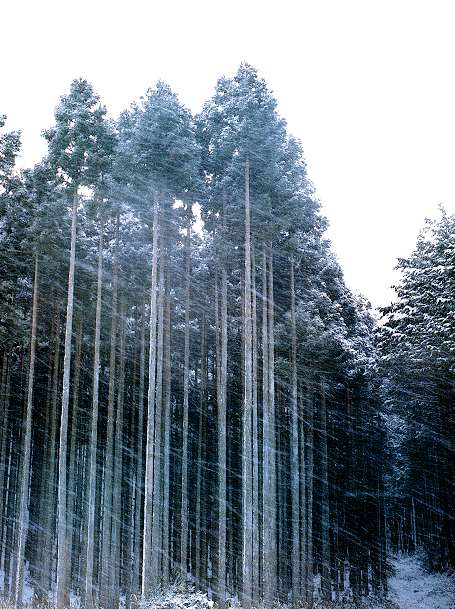 北山の冬