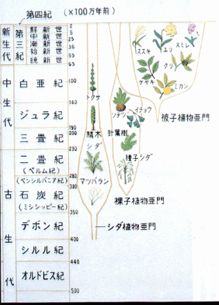 図2.化石に基づく植物の進化の系統樹