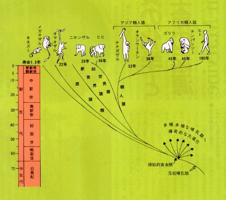 図3.霊長類の進化の系統樹と寿命（太字）近藤宗平著『人は放射線になぜ弱いか』より講談社の許可を得て転写