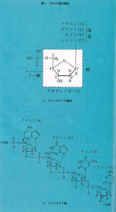 図1　DNAの基本構造