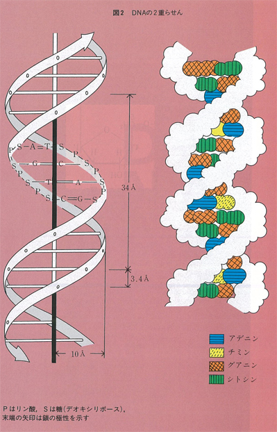 図2　DNAの2重らせん