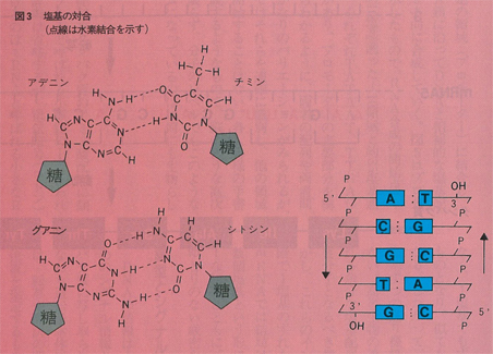 図3　塩基の対合