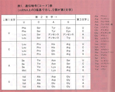 表1　遺伝子暗号（コード）表