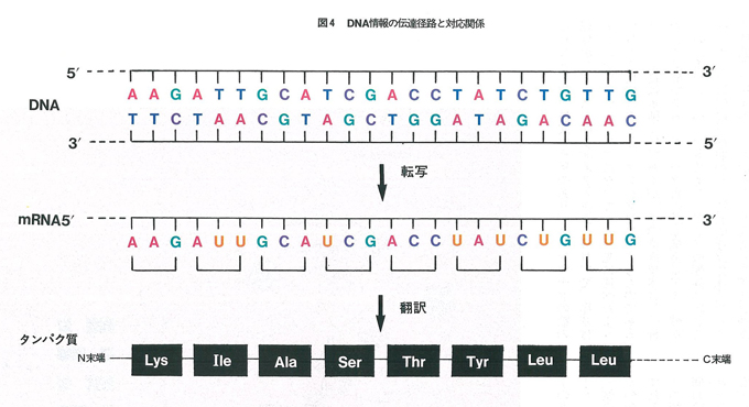 図4　DNA情報の伝達経路と対応関係