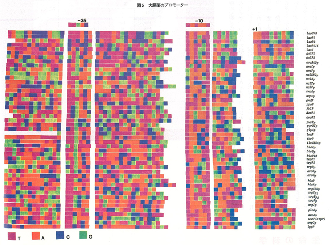 図5　大腸菌のプロモーター