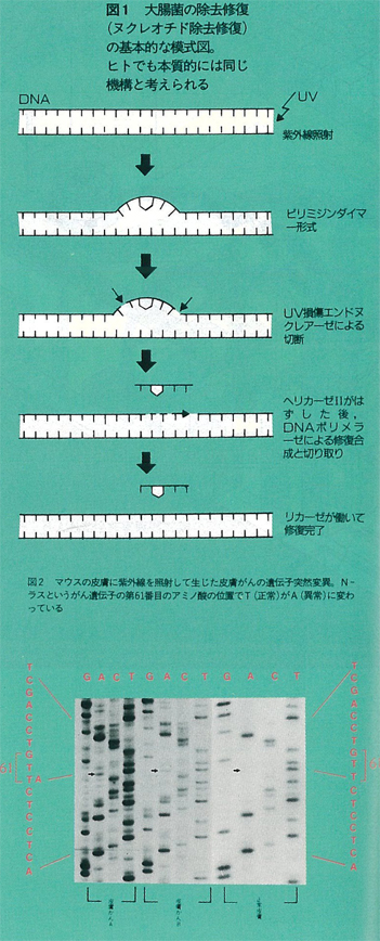 図1　大腸菌の除去修復