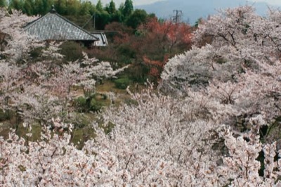 将軍塚の桜
