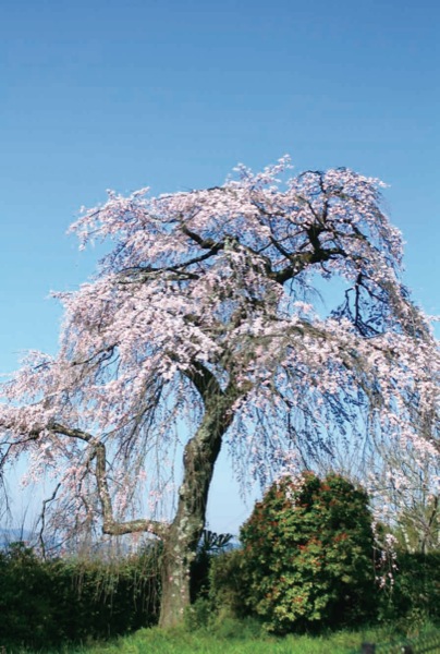 地蔵禅院のしだれ桜