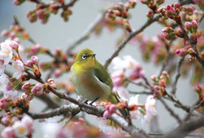 天神川にてメジロ