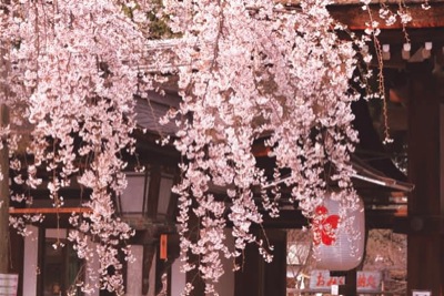 平野神社のしだれ桜