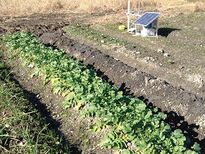 モニタリングシステムと野菜（左手前からニンニク，ダイコン，ソラマメ）