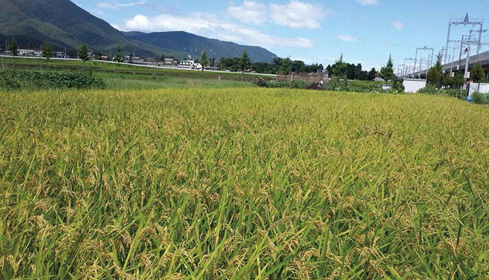 滋賀県の蓬莱山 2